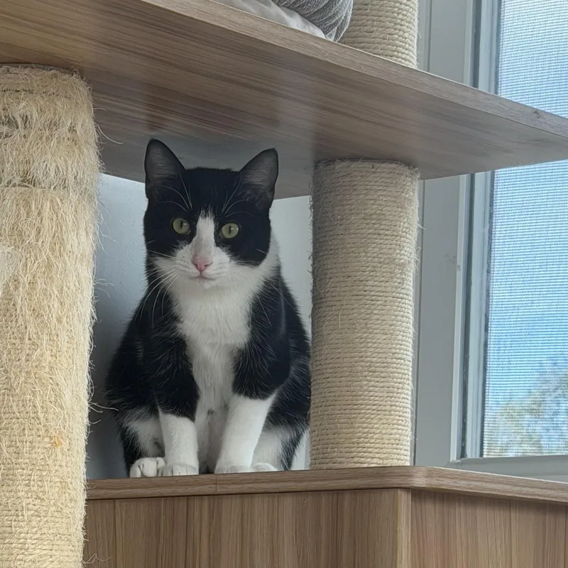 A young medium-sized female Black & White / Tuxedo American Shorthair cat named Dolly for adoption in Hull, MA