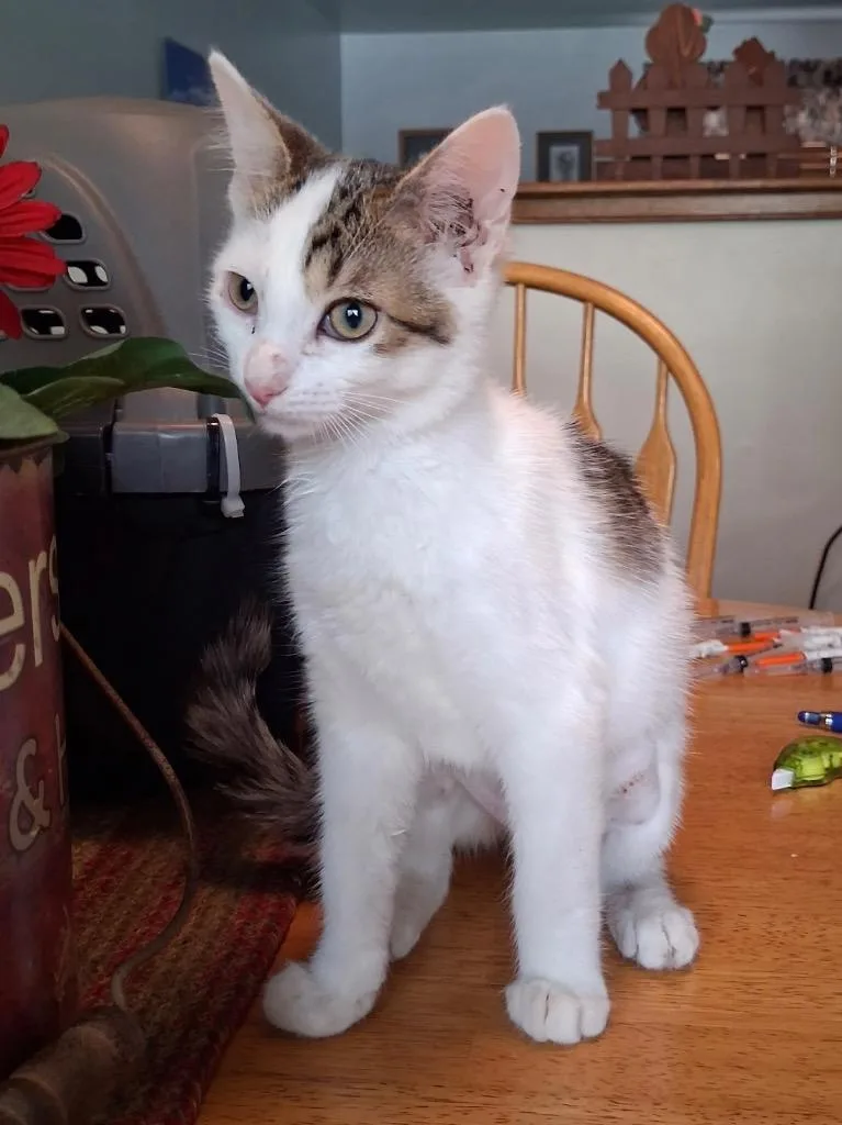 A baby small-sized female Domestic Short Hair cat named Betty P for adoption in Ogden, UT