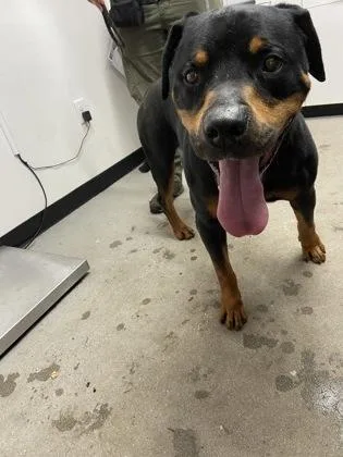 An adult large-sized male Mixed Breed dog named Max for adoption in West Chester, PA