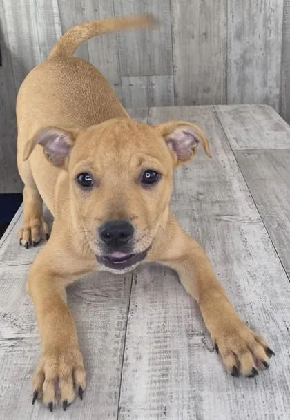 An adult small-sized male Mixed Breed dog named Rex for adoption in Shreveport, LA