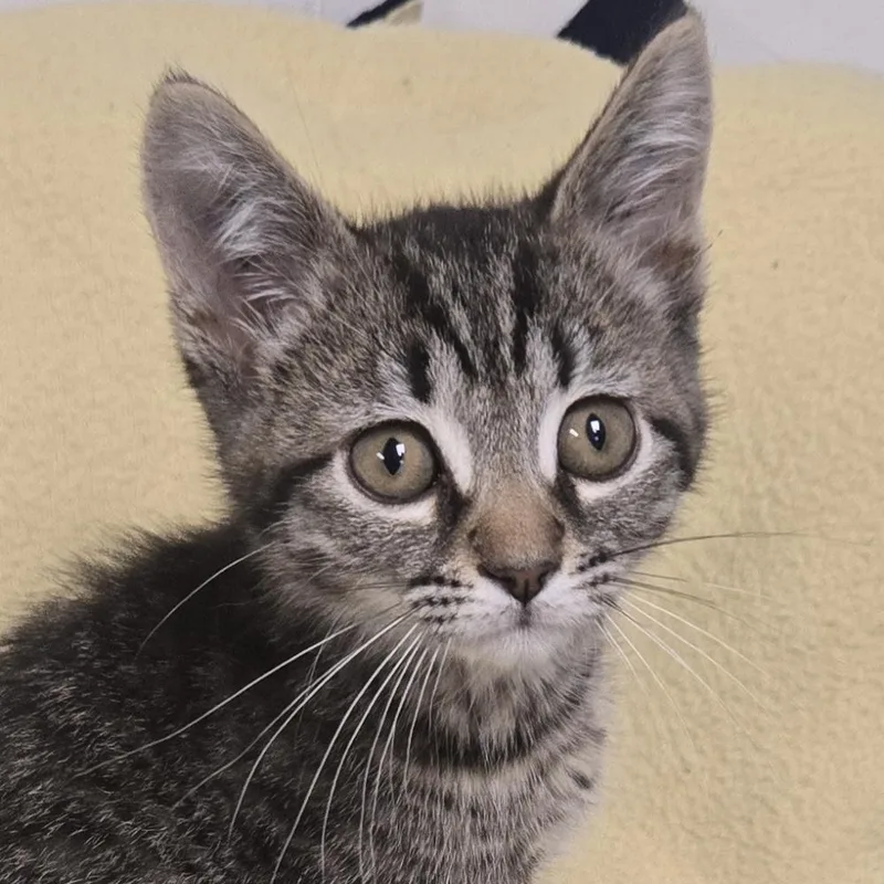 A young medium-sized male Brown / Chocolate Domestic Short Hair cat named Pop for adoption in Xenia , OH