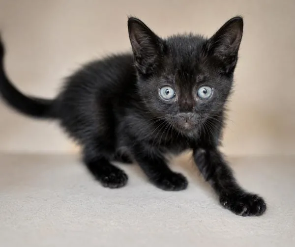 A baby small-sized male Domestic Short Hair cat named Silk for adoption in Lafayette, LA