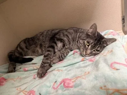 Piglet & Pooh Bonded thumbnail 2