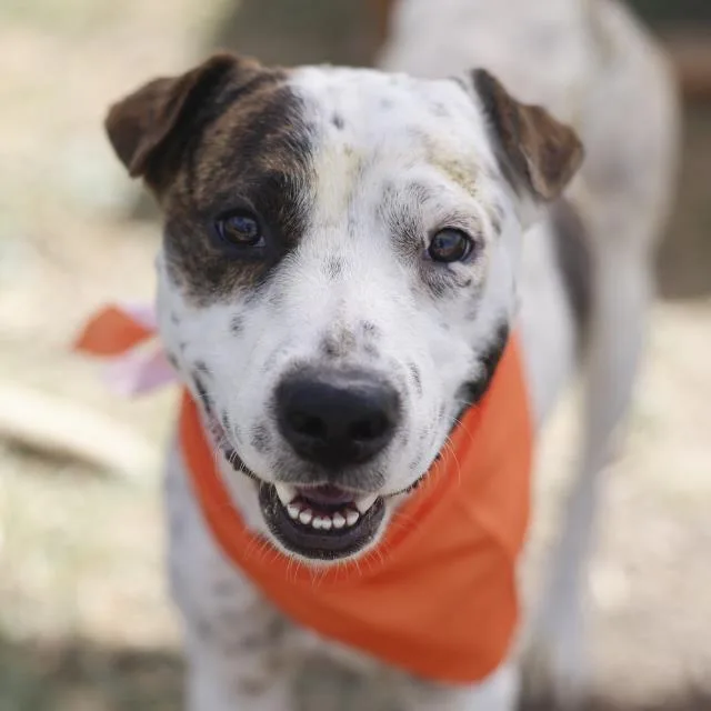 A young medium-sized male American Staffordshire Terrier dog named Hockey Puck for adoption in San Antonio, TX