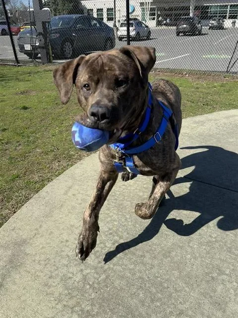 A young large-sized male Mastiff dog named Koa for adoption in Boston, MA
