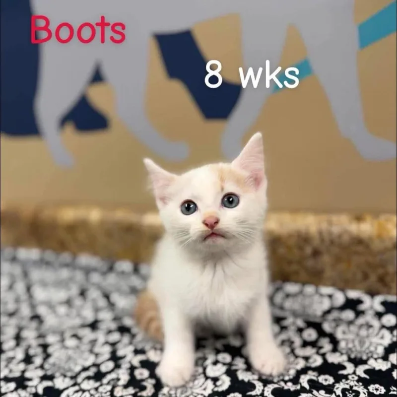 A baby small-sized male Domestic Short Hair cat named Boots in Manchester for adoption in Alexandria, VA