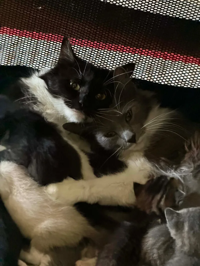 A young medium-sized female Black & White / Tuxedo Domestic Medium Hair cat named Anita Cookie for adoption in Columbia, SC