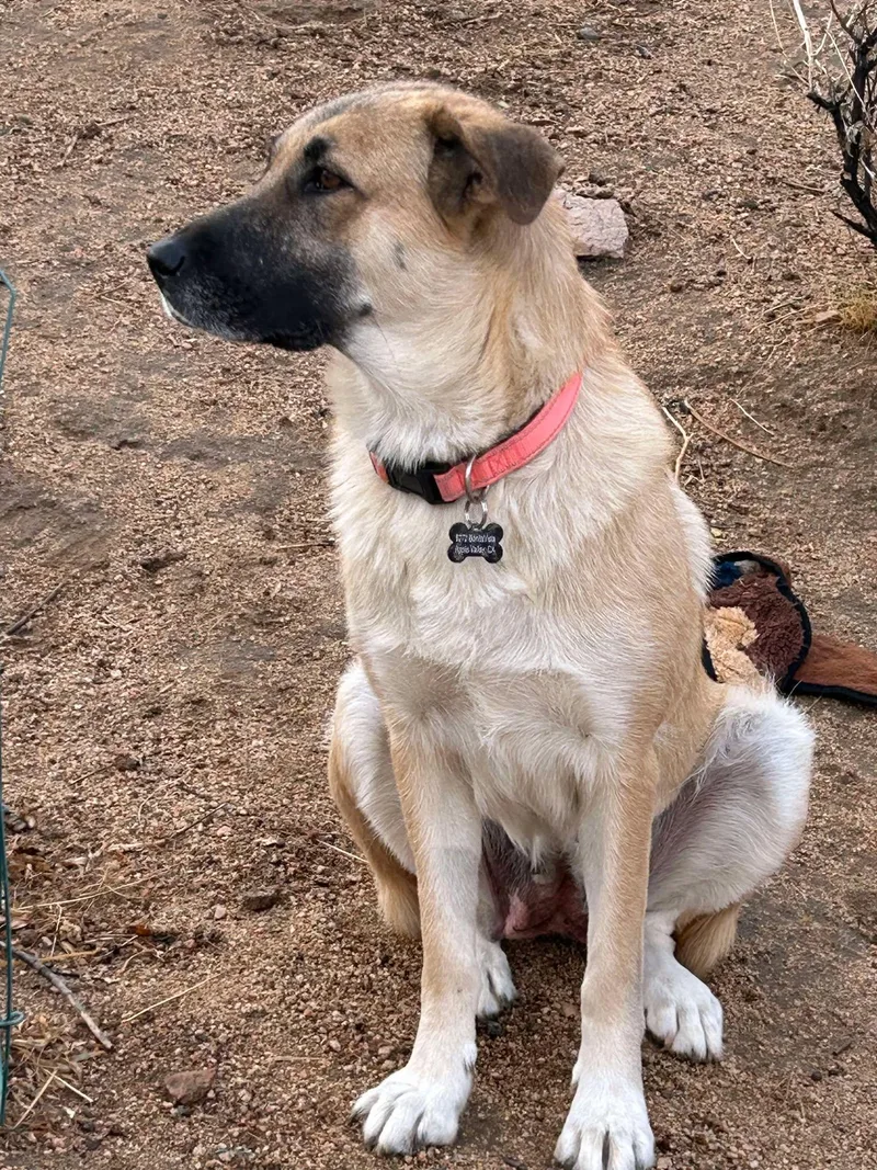 Maverick thumbnail 2