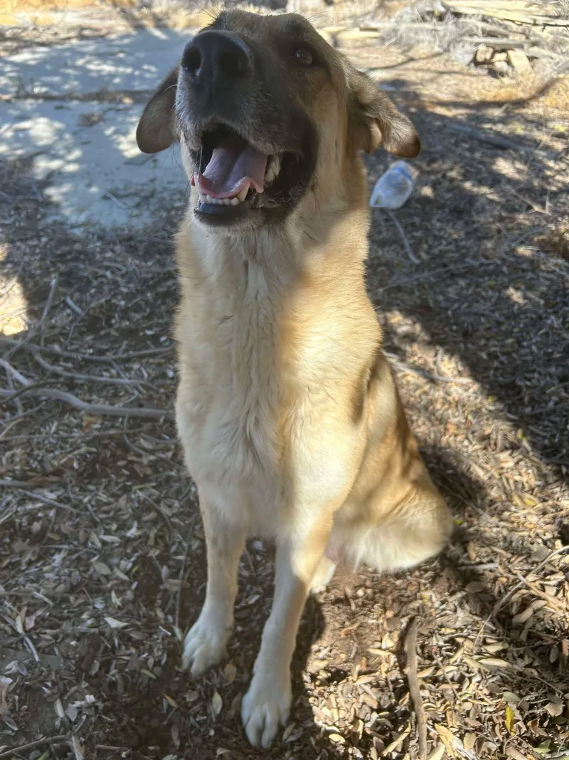 Maverick thumbnail 3