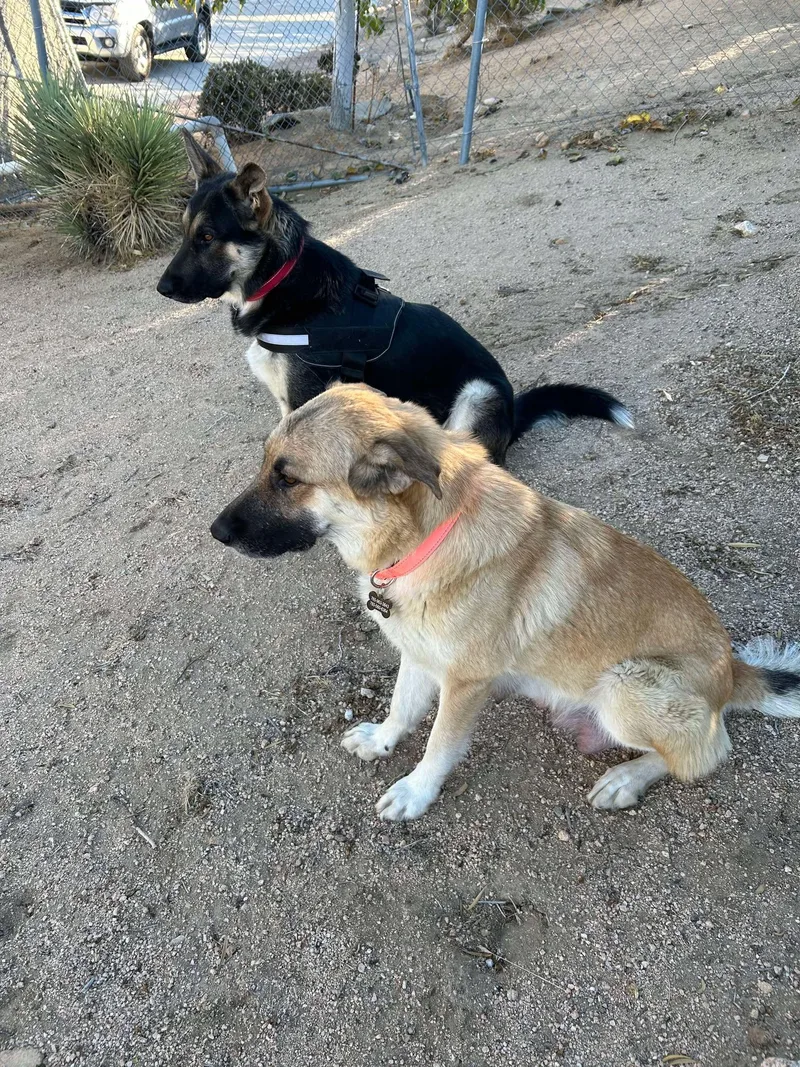 Maverick thumbnail 4