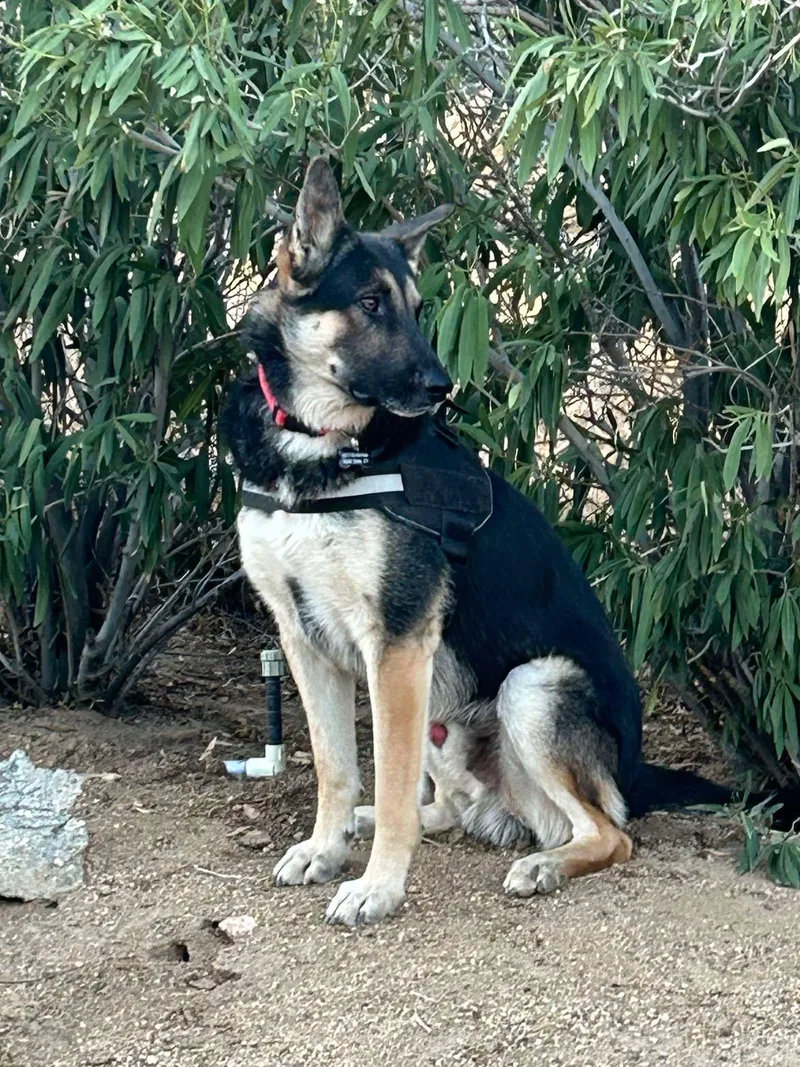 Maverick thumbnail 6