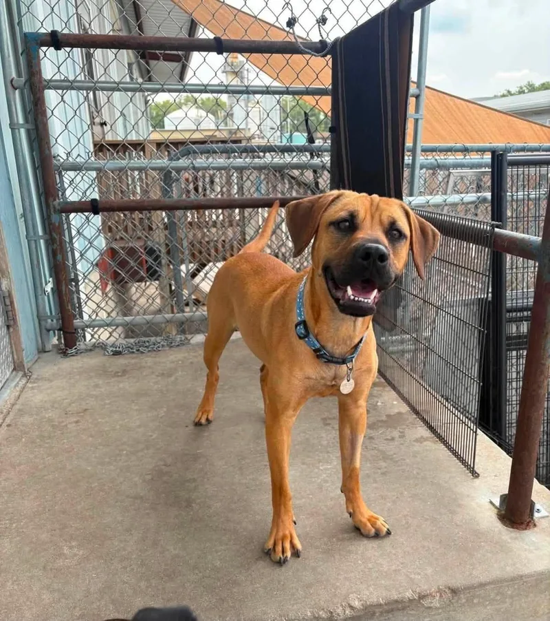 A young medium-sized female Terrier dog named Athena for adoption in La Salle, IL