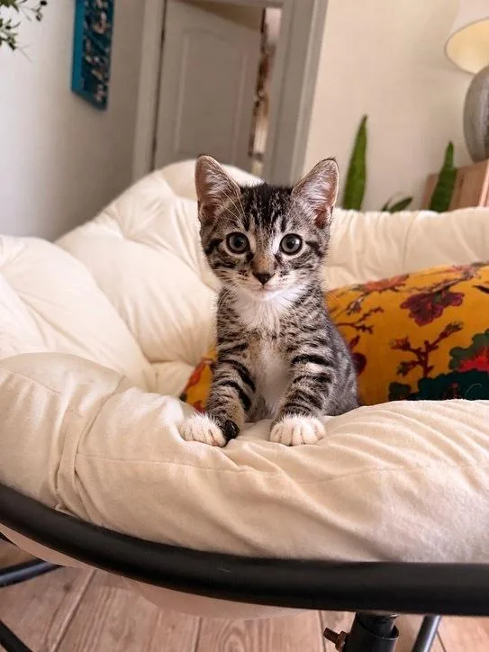 A baby small-sized female Domestic Short Hair cat named Artemis for adoption in Saint Augustine, FL