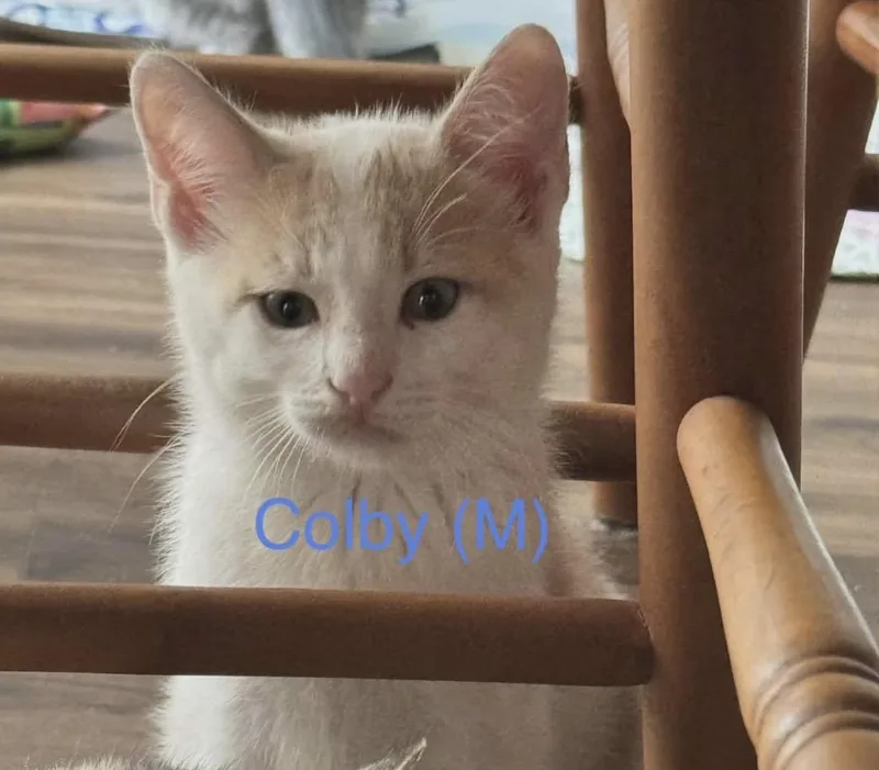 A baby medium-sized male Buff & White Domestic Short Hair cat named Colby for adoption in Santa Rosa, CA