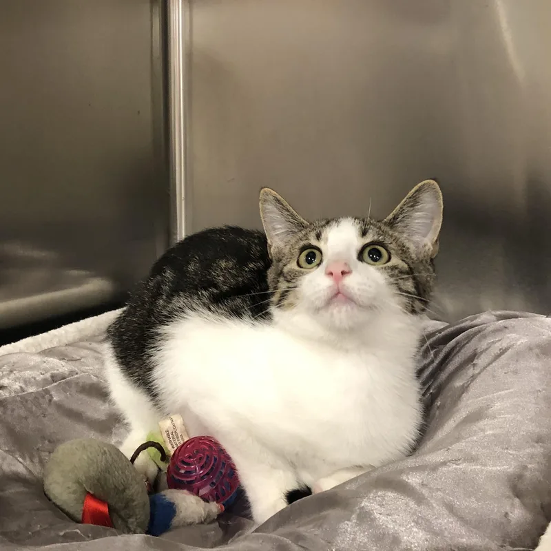 A baby small-sized male Tabby (Brown / Chocolate) Tabby cat named Emmett for adoption in Greensburg, PA