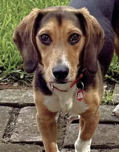 Biscuit Ii