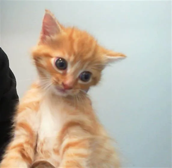 A baby small-sized male Domestic Short Hair cat named Alvin for adoption in Charlotte, NC