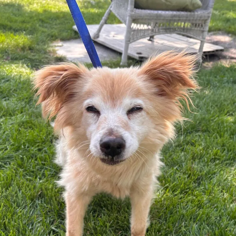 A senior small-sized female Apricot / Beige American Eskimo Dog dog named Angie for adoption in Northbrook, IL
