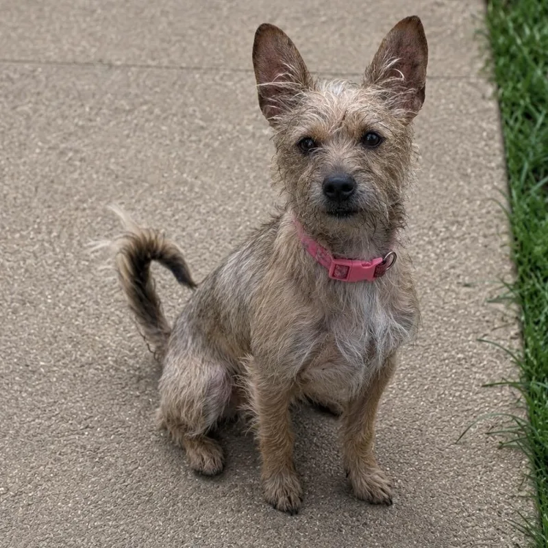 A young small-sized female Yellow / Tan / Blond / Fawn Terrier dog named Sassy for adoption in Pelham, NH
