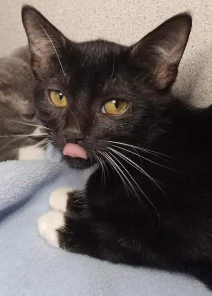 A baby medium-sized male Domestic Short Hair cat named Nettle for adoption in Waupaca, WI