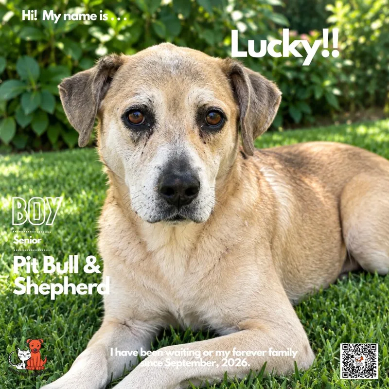 A senior large-sized male Pit Bull Terrier dog named Lucky for adoption in Westminster, CA