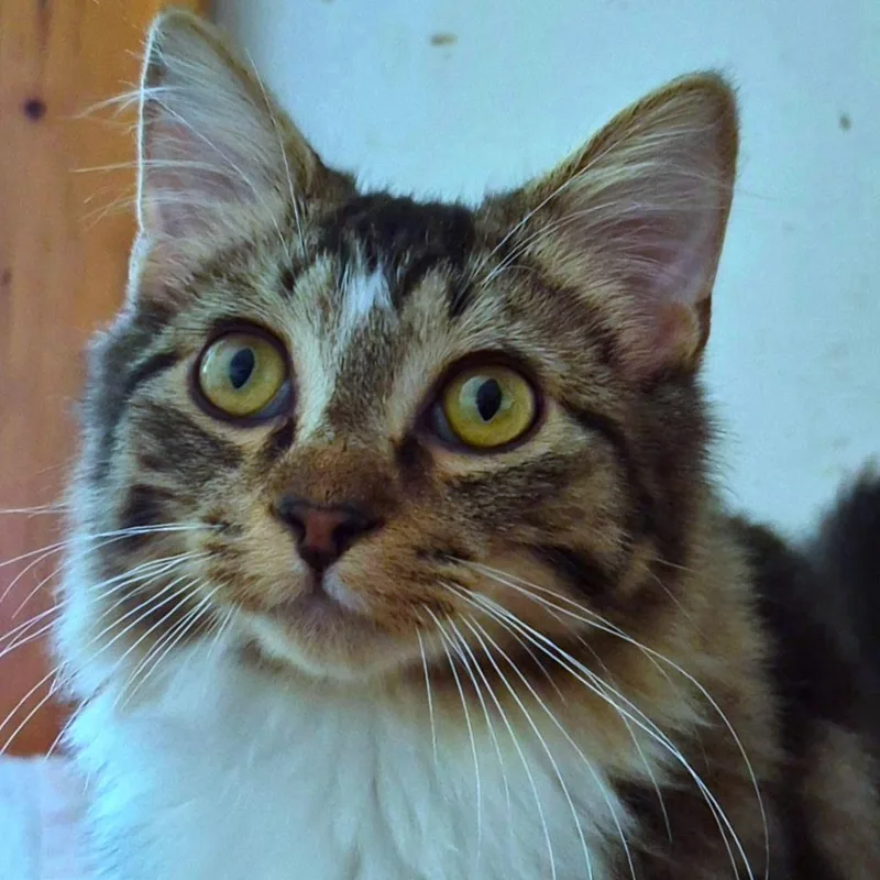 A young medium-sized male Domestic Long Hair cat named Caspian for adoption in Landenberg, PA