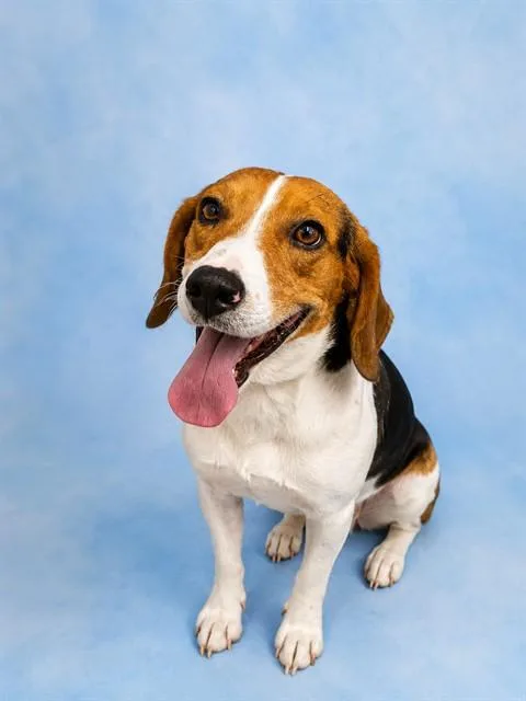 A young medium-sized male Beagle dog named Banjo for adoption in Westminster, MD