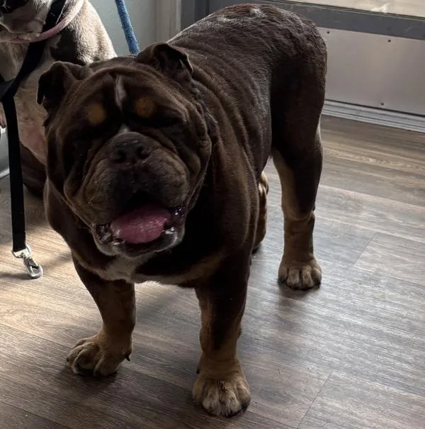 An adult large-sized male Pit Bull Terrier dog named Main Man for adoption in San Diego, CA