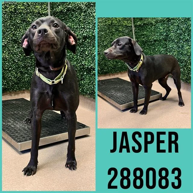 Jasper