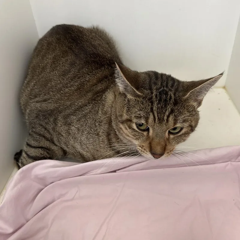 An adult large-sized male Brown / Chocolate Domestic Short Hair cat named Papa for adoption in Jupiter, FL