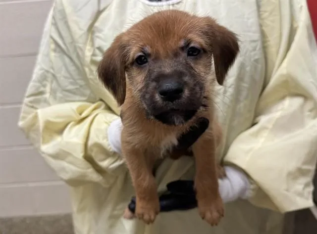 A baby small-sized male Wheaten Terrier dog named Loose Change for adoption in Colorado Springs, CO