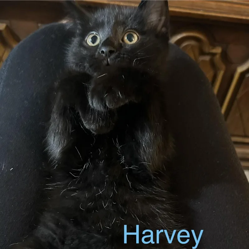 A baby small-sized male Black Domestic Short Hair cat named Harvey for adoption in Indianapolis, IN