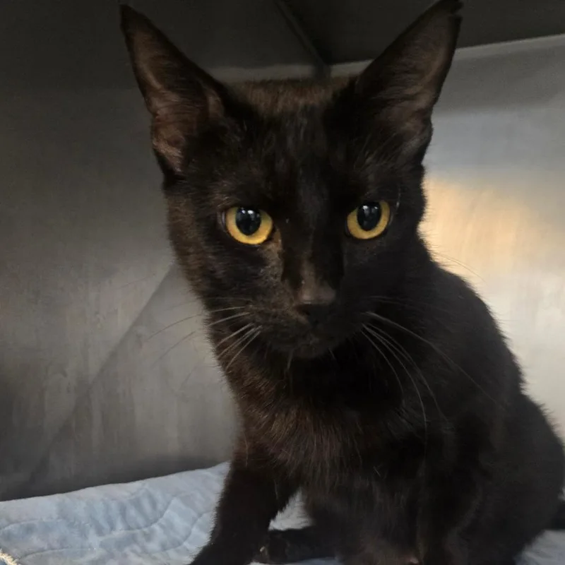 A young large-sized female Black American Shorthair cat named Daphne for adoption in San Jacinto, CA