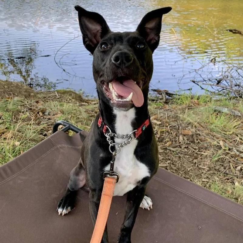 An adult medium-sized female Black American Staffordshire Terrier dog named Black Widow for adoption in Covington, GA