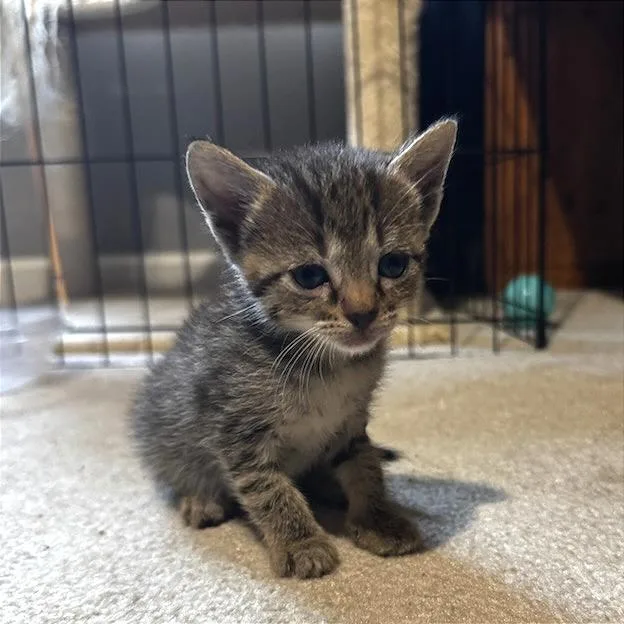 A baby small-sized female Domestic Short Hair cat named Lavish for adoption in Cumming, GA