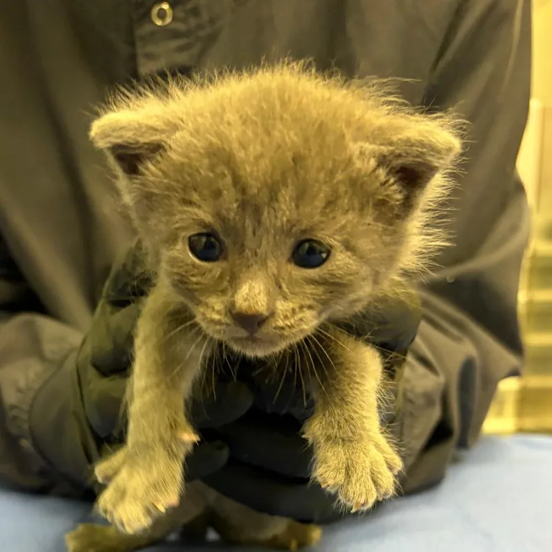 Theodore