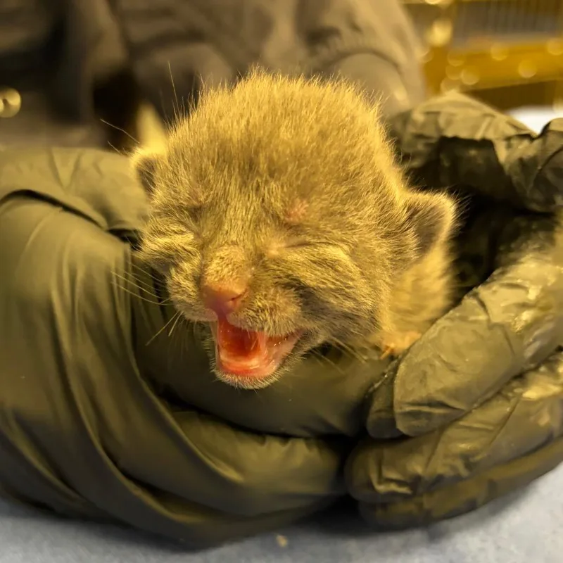 Theodore thumbnail 2