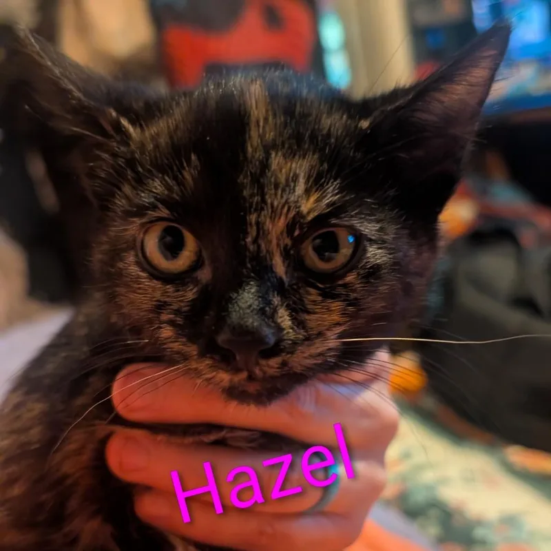 Hazel