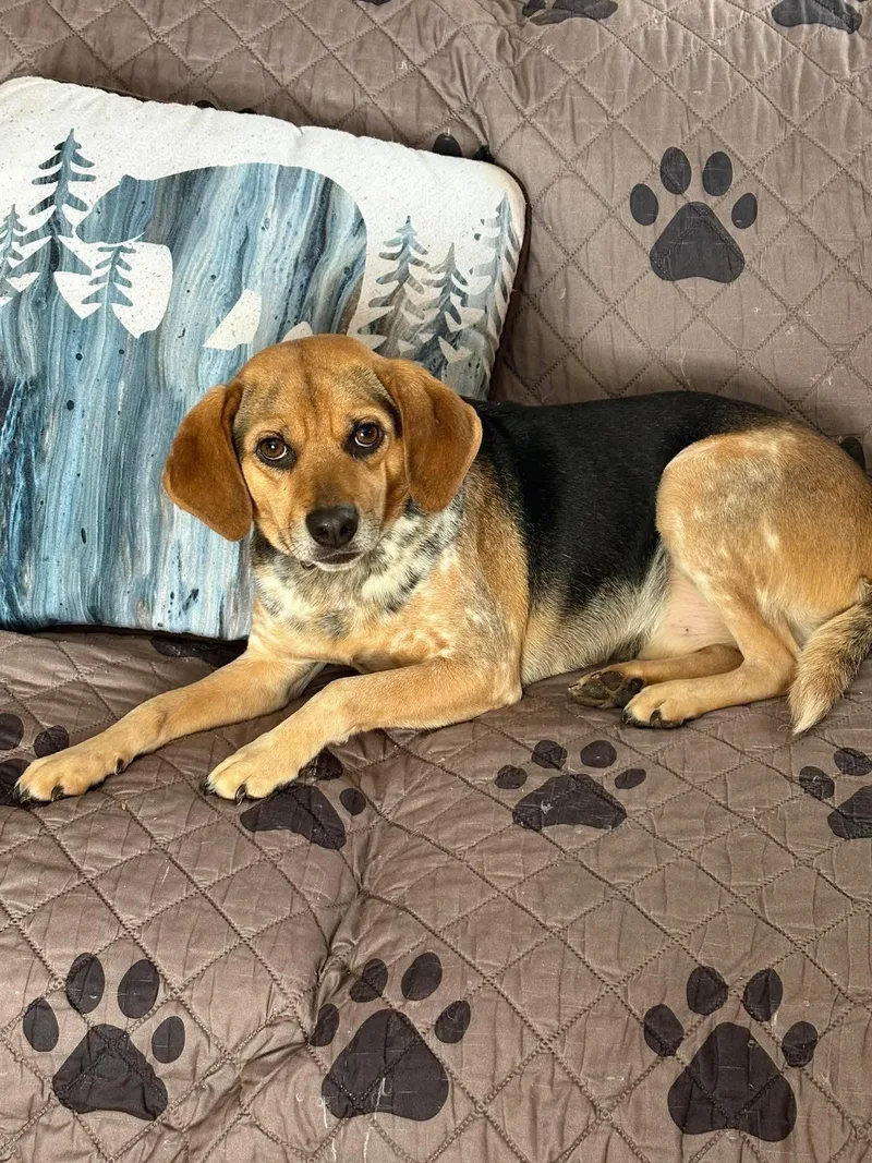 An adult small-sized male Beagle dog named Charlie Brown for adoption in Mouth Of Wilson, VA