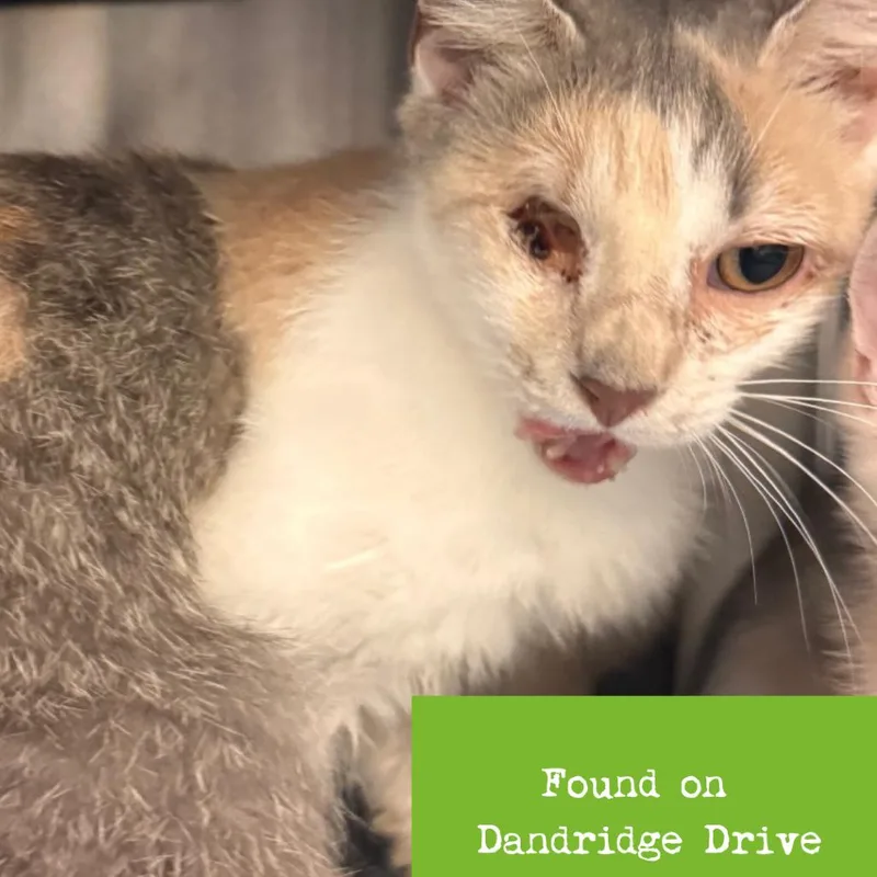 An adult medium-sized female Calico Domestic Short Hair cat named Stori for adoption in Lynchburg, VA