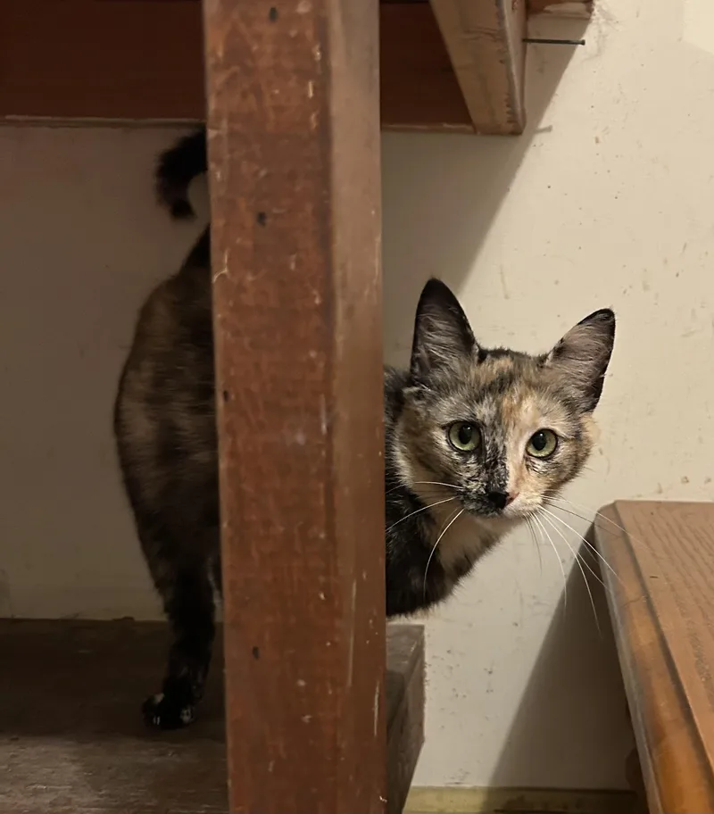 A young medium-sized female Tortoiseshell Domestic Short Hair cat named Luna for adoption in Floyd, VA