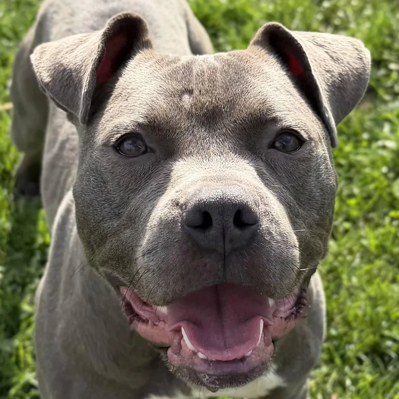 An adult medium-sized female Pit Bull Terrier dog named Sahara for adoption in Jefferson, WI