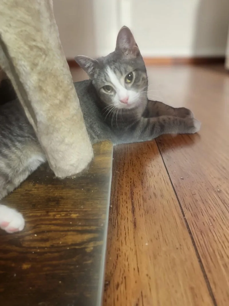 A baby medium-sized male Gray & White Domestic Short Hair cat named Arturo for adoption in Champaign, IL