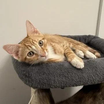 A baby large-sized male Tabby (Orange / Red) Domestic Short Hair cat named Rowen for adoption in Los Angeles, CA