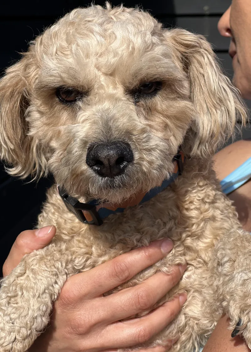 Teddy~ Apricot Poodle Sweetie thumbnail 2