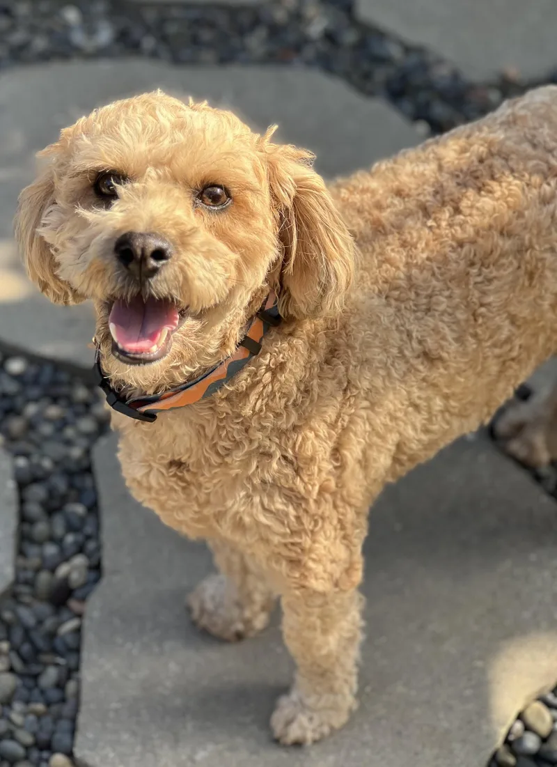 A young small-sized male Apricot / Beige Poodle (Toy) dog named Teddy~ Apricot Poodle Sweetie for adoption in Encino, CA