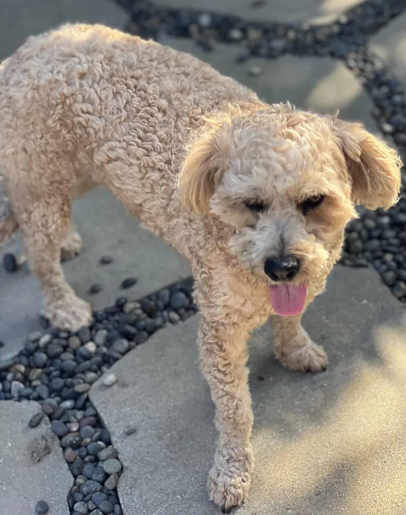 Teddy~ Apricot Poodle Sweetie thumbnail 3