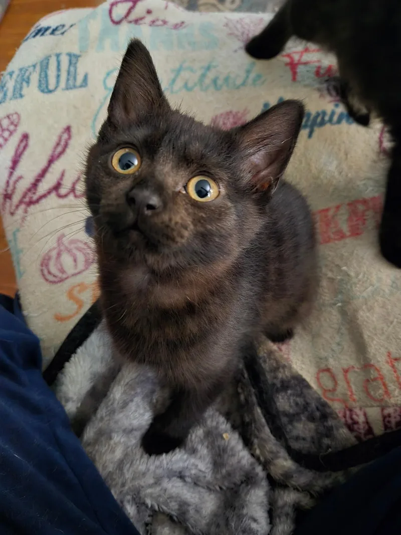 A baby small-sized female Black Domestic Short Hair cat named Frida Catlo for adoption in Indianapolis, IN