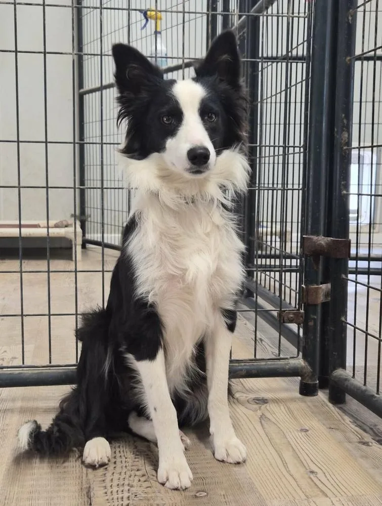 A young small-sized male Tricolor (Brown, Black, & White) Australian Shepherd dog named Rowdy for adoption in Bolivar, MO