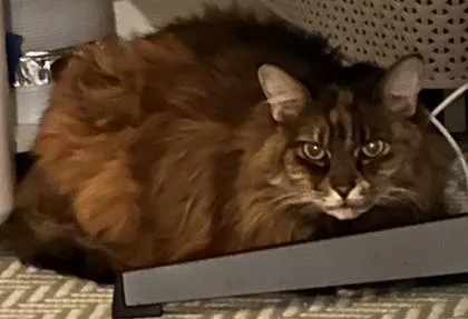 An adult medium-sized female Domestic Long Hair cat named Morgana for adoption in Seattle, WA